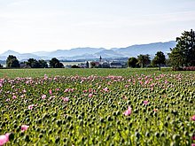 Erlebniswanderungen in Bad Hall
